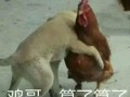 福清鸡哥爆料事件视频最新,揭秘事件背后真相